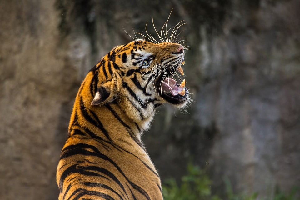 Tigre_Animal_de_Poder